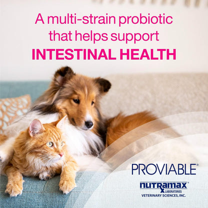 Proviable Digestive Health Supplement Multi-Strain Probiotics and Prebiotics for Cats and Dogs - with 7 Strains of Bacteria, 80 Capsules