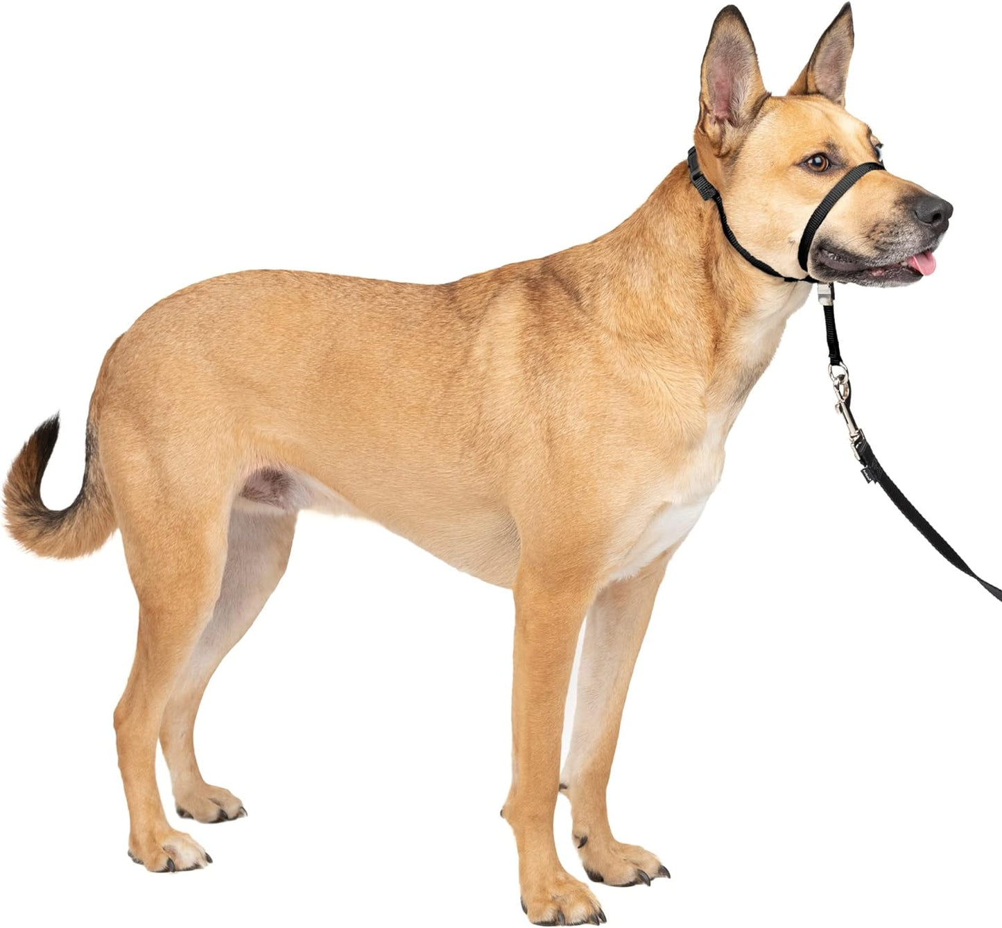 Petsafe Gentle Leader No-Pull Dog Headcollar - the Ultimate Solution to Pulling - Redirects Your Dog'S Pulling for Easier Walks - Helps You Regain Control - Medium , Black