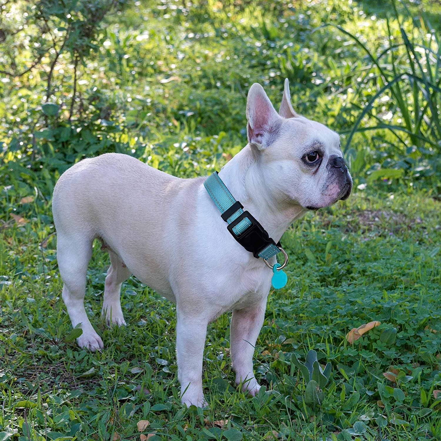 Reflective Dog Collar Padded with Soft Neoprene Breathable Adjustable Nylon Dog Collars for Small Medium Large Dogs (Large (Pack of 1), Vanilla Plaid Collar+Leash)