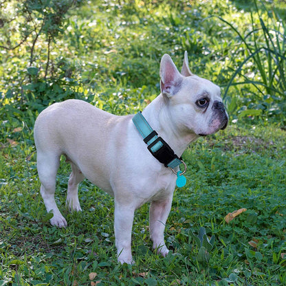 Reflective Dog Collar Padded with Soft Neoprene Breathable Adjustable Nylon Dog Collars for Small Medium Large Dogs (Large (Pack of 1), Vanilla Plaid Collar+Leash)