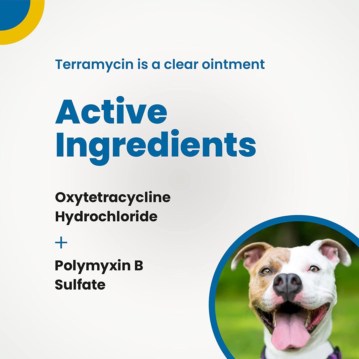 Terramycin Antibiotic Ointment for Eye Infection Treatment in Dogs, Cats, Cattle, Horses, and Sheep, 0.125Oz Tube