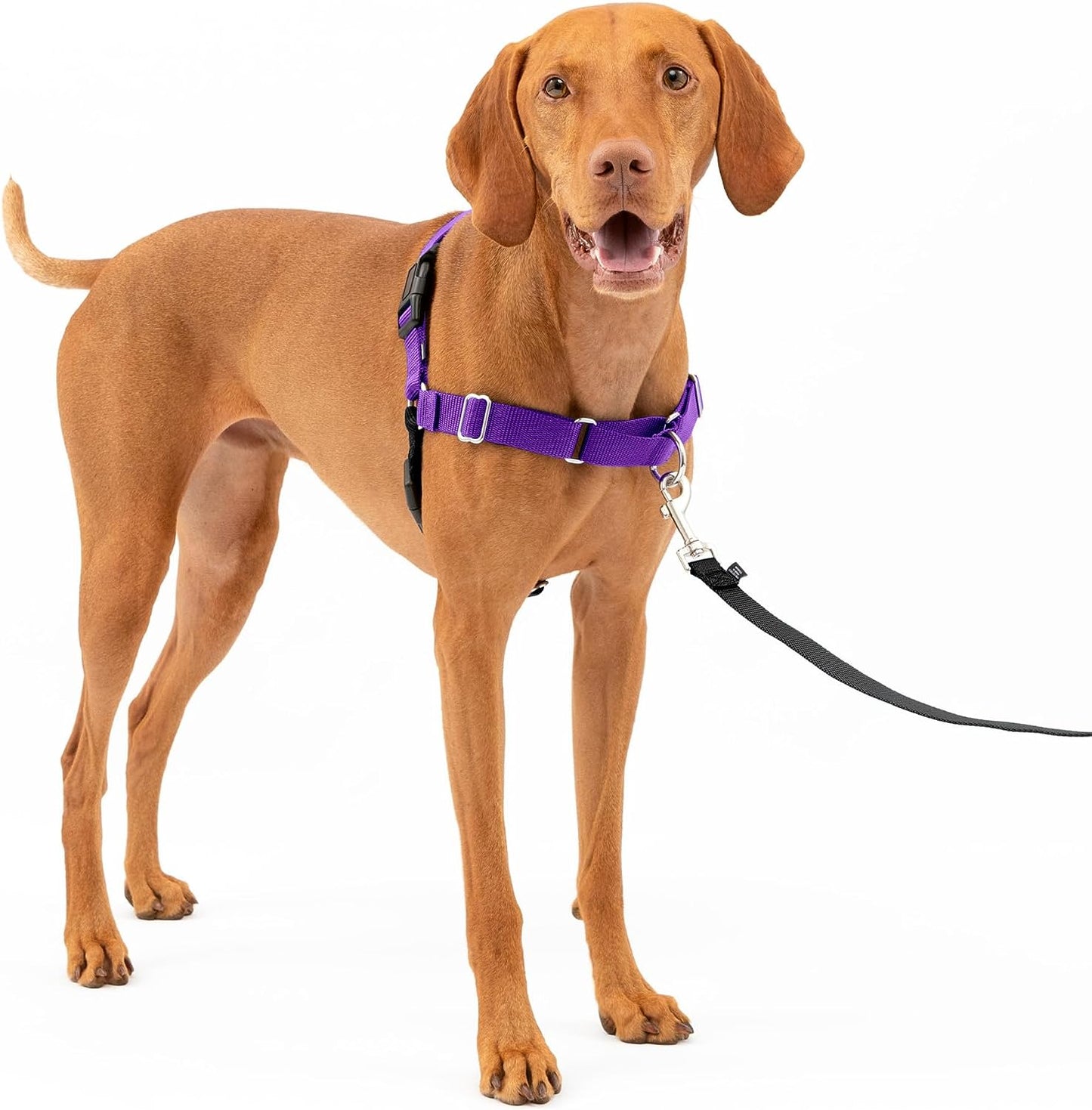 Petsafe Easy Walk No-Pull Dog Harness - the Ultimate Harness to Help Stop Pulling - Take Control & Teach Better Leash Manners - Helps Prevent Pets Pulling on Walks - Medium, Deep Purple/Black