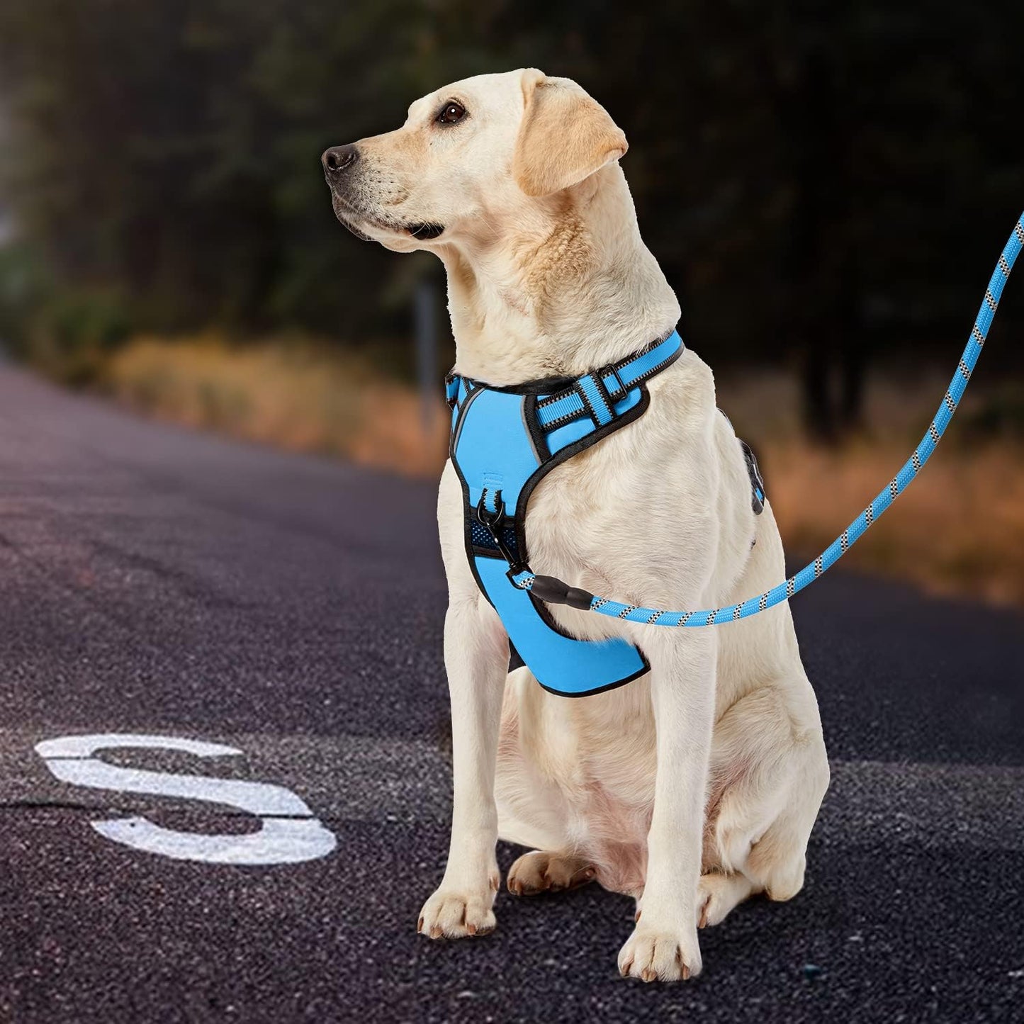 IVY&LANE No Pull Dog Harness for Medium Dogs, Dog Vest Harness with Leash, Safety Belt and Storage Strap, Fully Adjustable Harness, 360° Reflective Strip, Soft Handle (Blue, M)