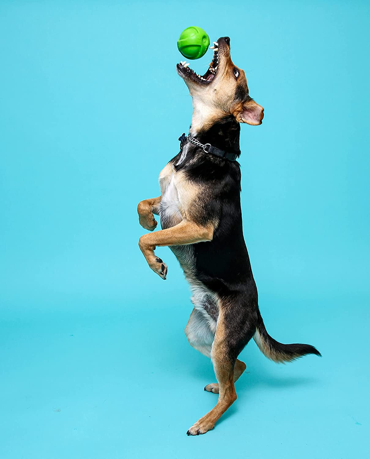 Hartz Dura Play Bacon Scented Squeak Ball Dog Toy for Small Breeds, 3 Pack