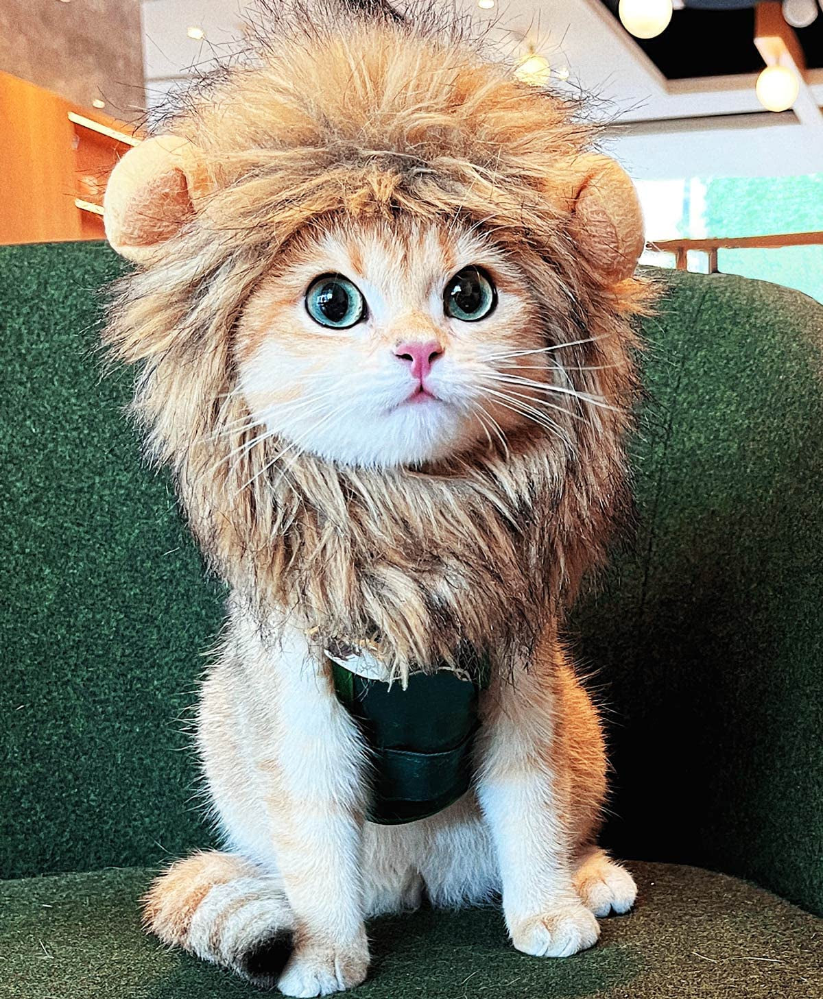 Lion Mane Wig for Cat,Cat Costume,Puppy Costume,Funny Pet Cat Costumes for Halloween Christmas, Funny Pet Clothing Accessories (Medium, Black & Light Brown)