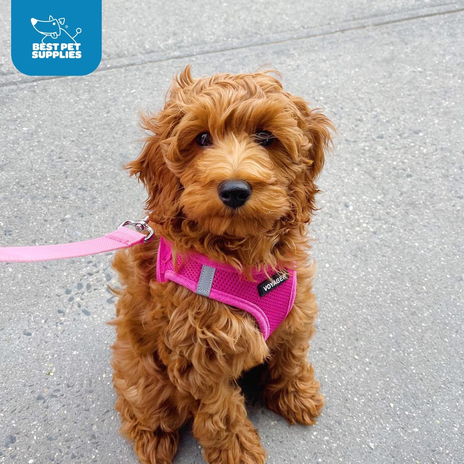 Voyager Step-In Air Dog Harness - All Weather Mesh Step in Vest Harness for Small and Medium Dogs and Cats by Best Pet Supplies - Harness (Pink), S (Chest: 14.5-16")