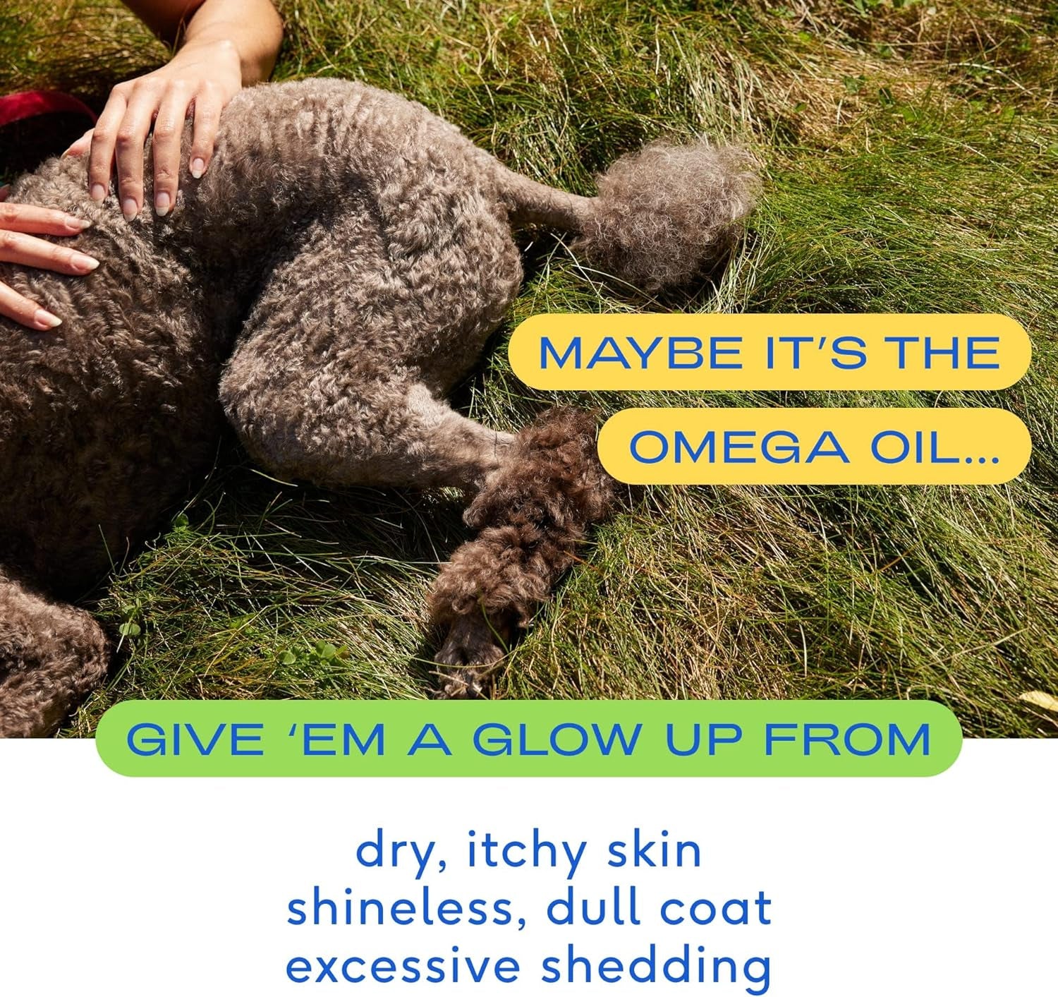 Native Pet Omega 3 Fish Oil for Dogs - Made with Wild Alaskan Salmon Oil with Omega 3 EPA DHA - Supports Itchy Skin + Mobility - Liquid Pump Is Easy to Serve - a Fish Oil Dogs Love! (8 Oz)