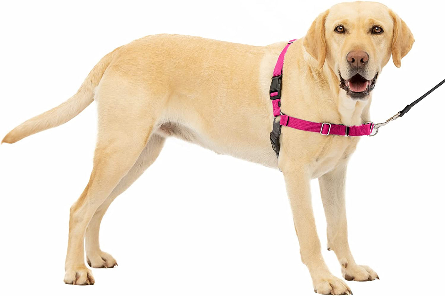 Petsafe Easy Walk No-Pull Dog Harness - the Ultimate Harness to Help Stop Pulling - Take Control & Teach Better Leash Manners - Helps Prevent Pets Pulling on Walks - Large, Raspberry/Gray