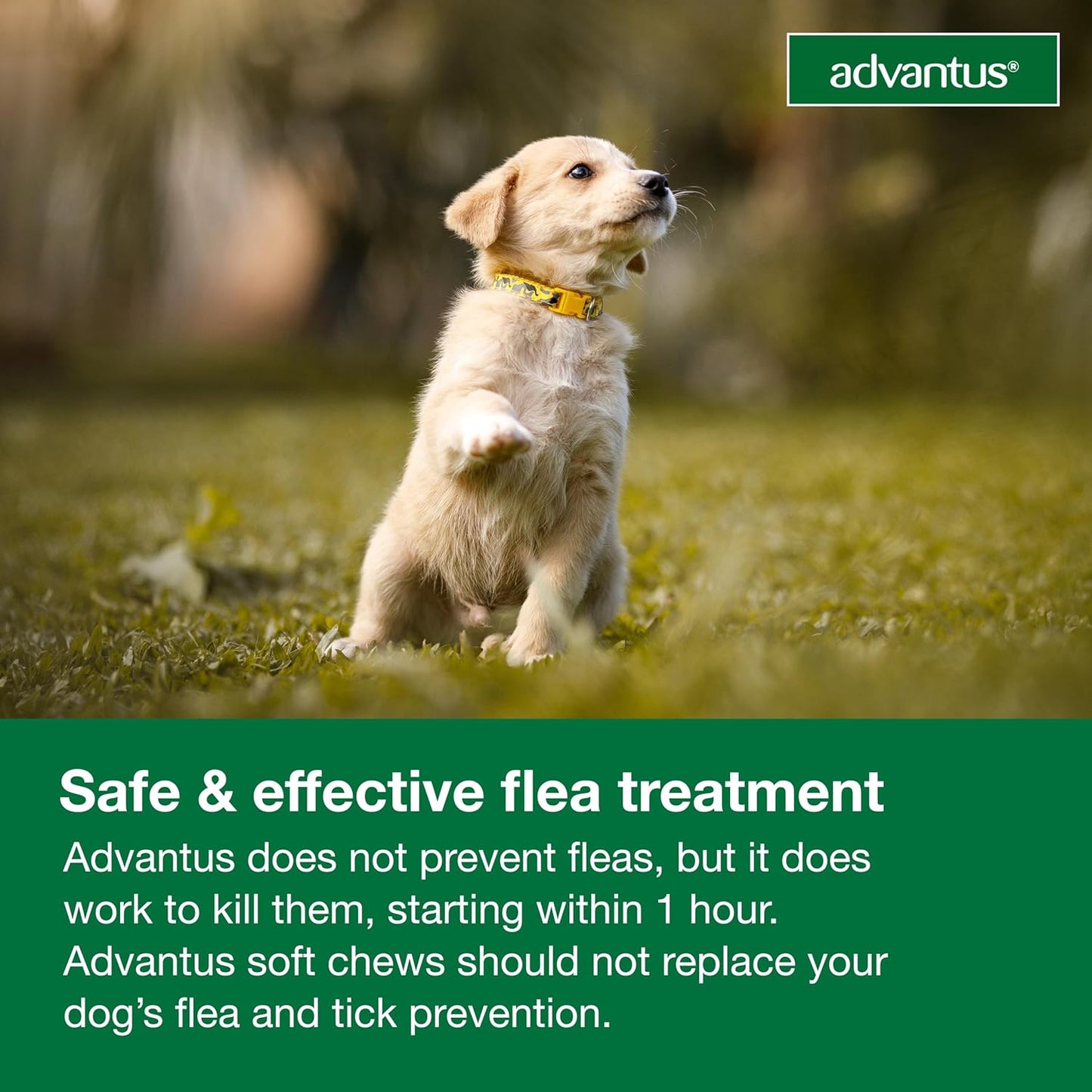 Dog Advantus Chewable Flea Treatment for Dogs 4 - 22 Lbs. | 7 Ct.