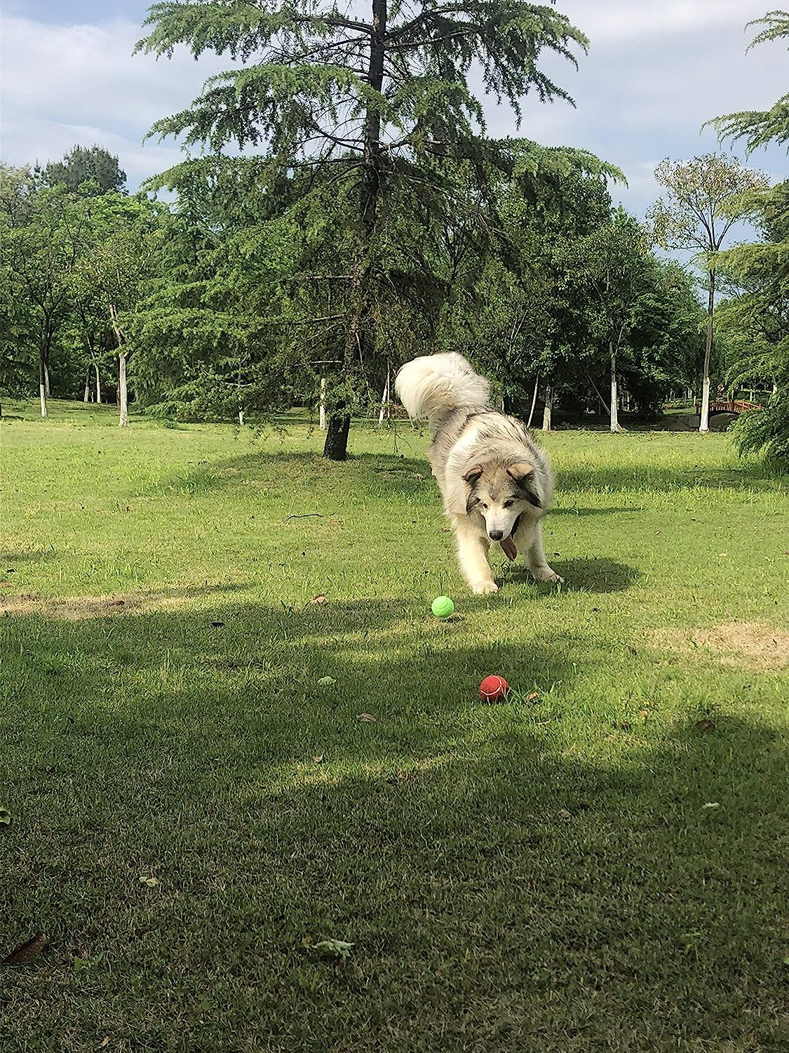 Tennis Ball for Dog Pack of 12 Colorful Easy Catching Pet Dog Ball (2.5Inch-4Colors)