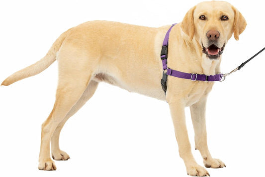 Petsafe Easy Walk No-Pull Dog Harness - the Ultimate Harness to Help Stop Pulling - Take Control & Teach Better Leash Manners - Helps Prevent Pets Pulling on Walks - Large, Deep Purple/Black