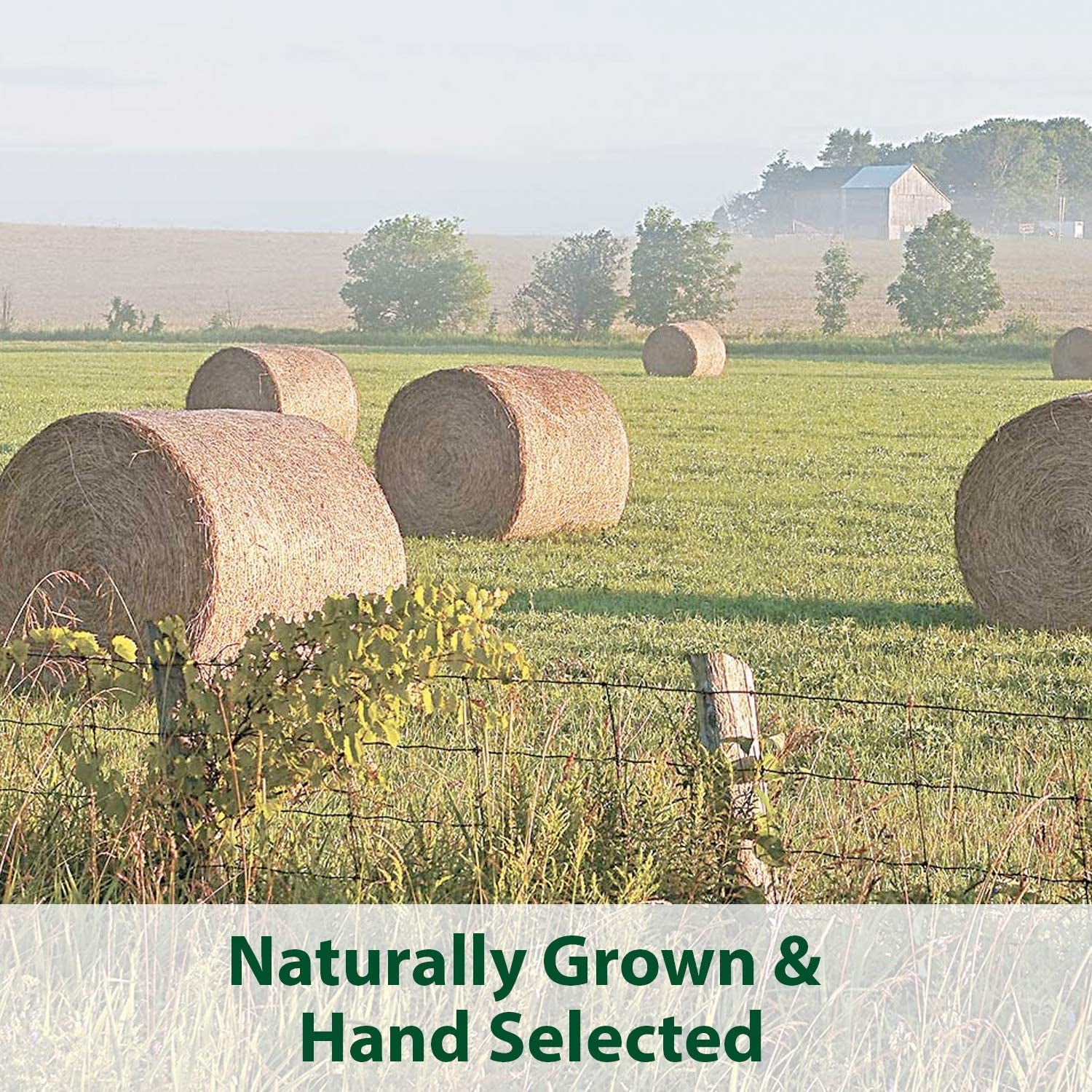 Kaytee Timothy Hay Blend Cubes for Pet Rabbits, Guinea Pigs, Chinchillas, and Other Small Animals, 1 Pound