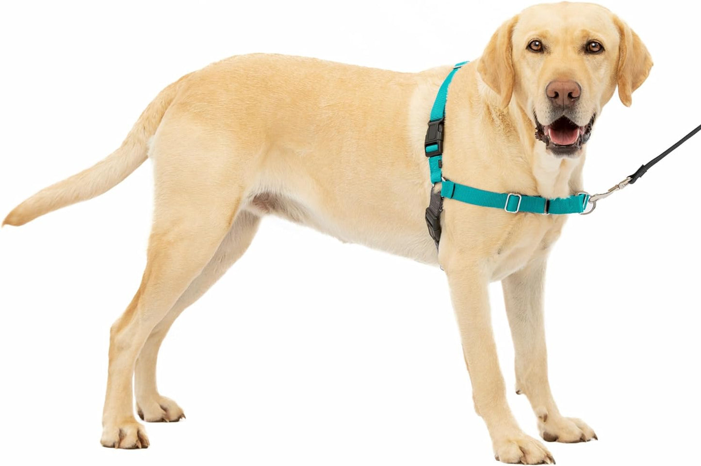 Petsafe Easy Walk No-Pull Dog Harness - the Ultimate to Help Stop Pulling Take Control & Teach Better Leash Manners Helps Prevent Pets on Walks Large, Teal