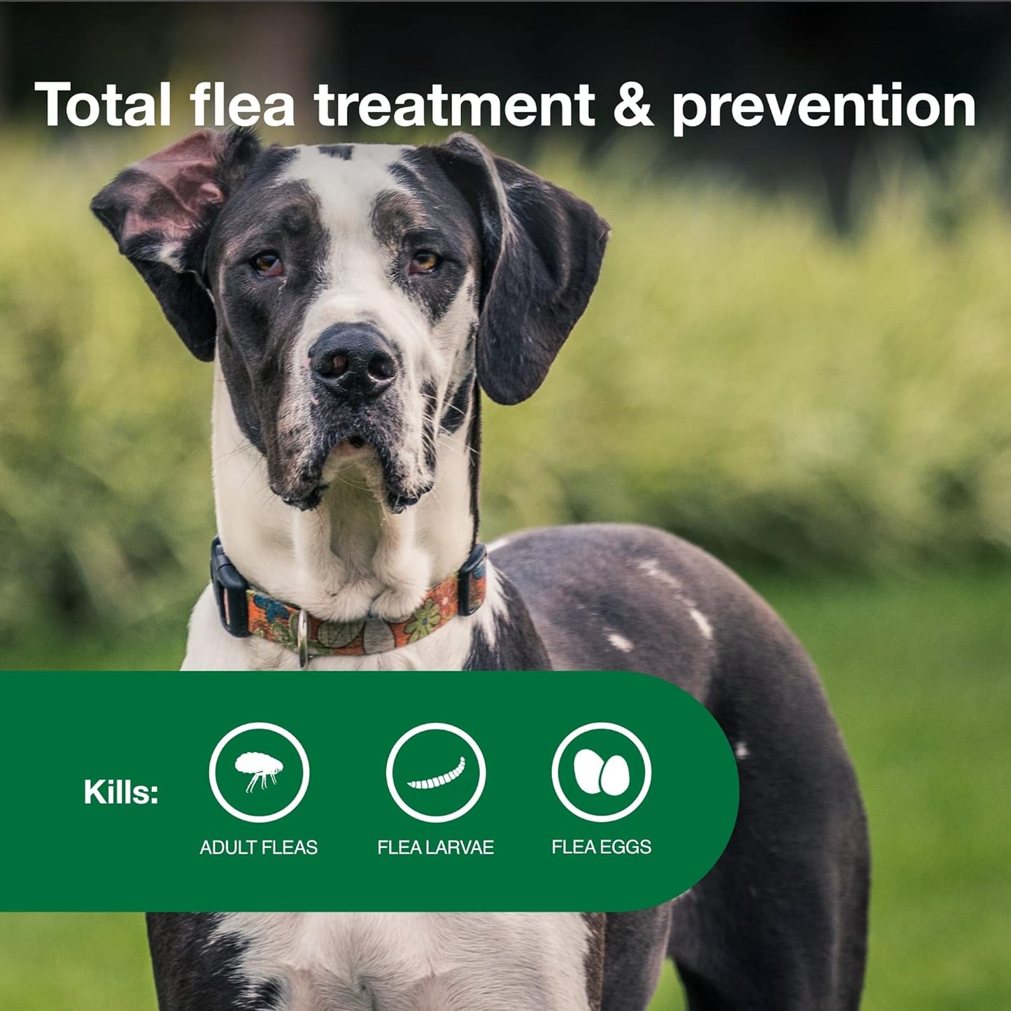 Advantage II XL Dog Vet-Recommended Flea Treatment & Prevention | Dogs over 55 Lbs. | 6-Month Supply