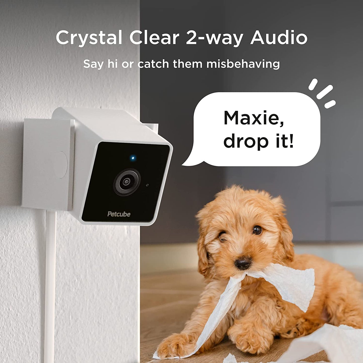 Petcube Cam the Pack of 3 | Indoor Wi-Fi Pet and Security Camera with Phone App, Pet Monitor with 2-Way Audio and Video, Night Vision, 1080P HD Video and Smart Alerts for Ultimate Home Security