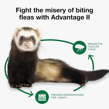 Advantage II Ferret Vet-Recommended Flea Treatment & Prevention | Ferret 1+ Lbs. | 2-Month Supply