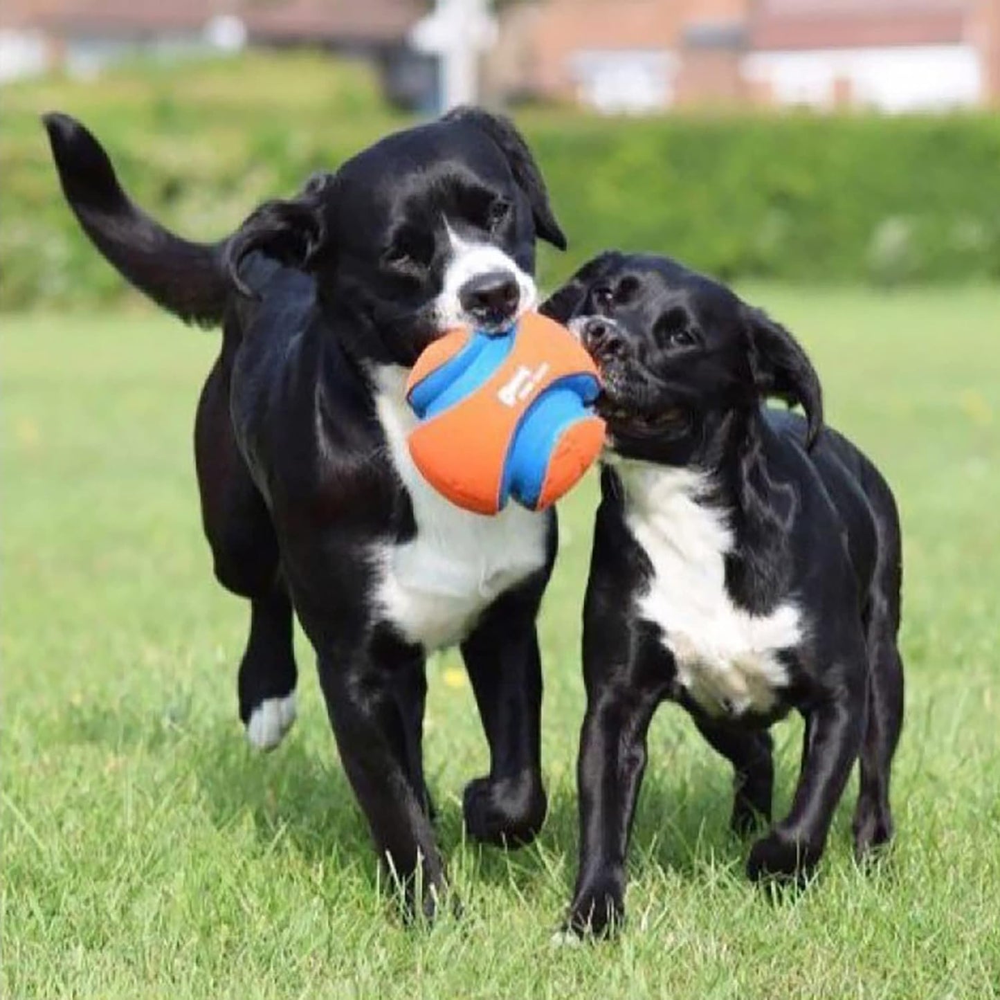 Chuckit! Kick Fetch Ball Dog Toy, Large (8 Inch) & Indoor Fetch Ball Dog Toy (4.75 Inch), Orange and Blue