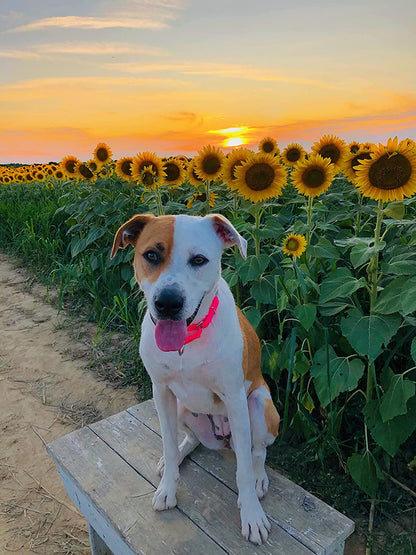 Country Brook Petz - Green Martingale Heavy Duty Nylon Dog Collar - 21 Vibrant Color Options (3/8 Inch Width, Mini)