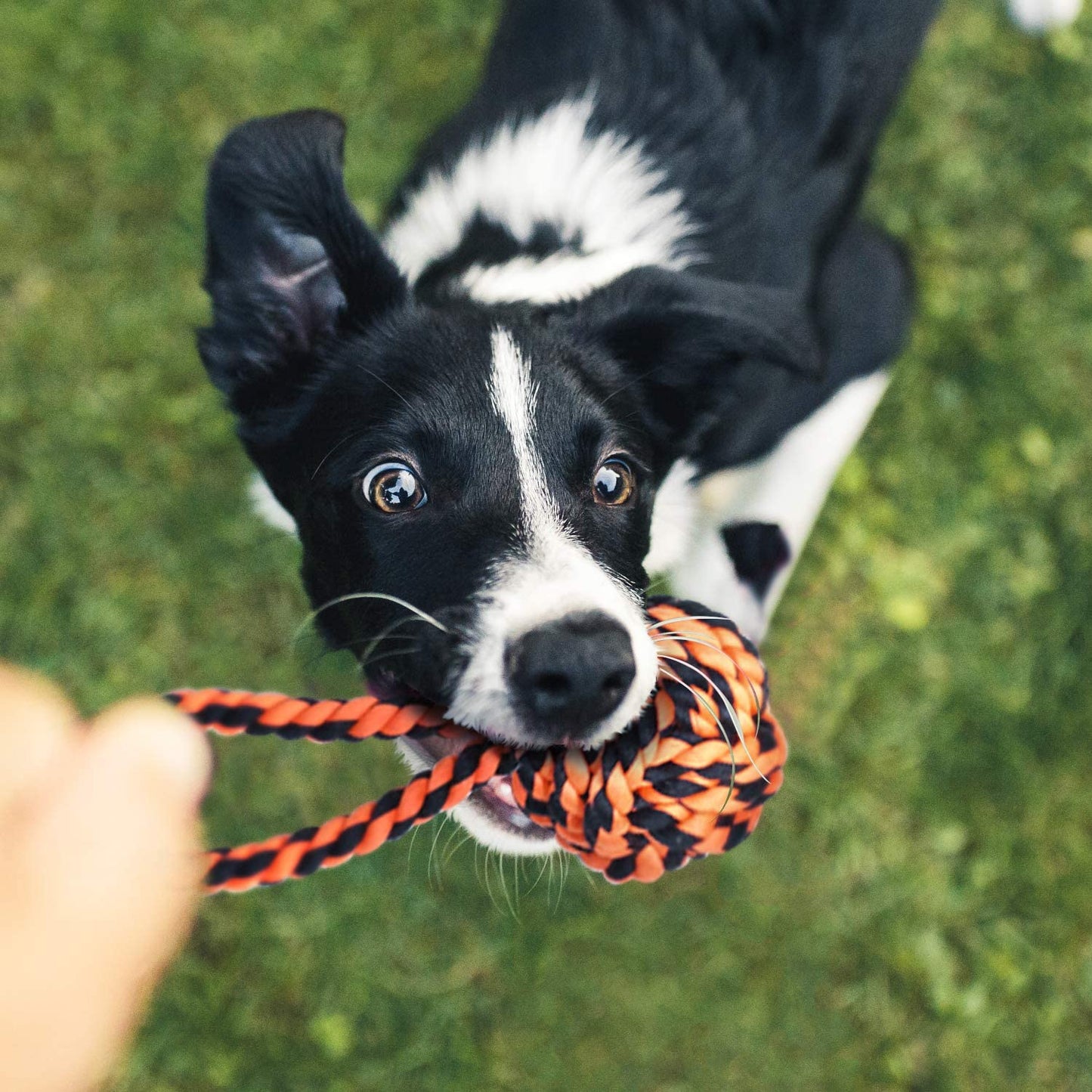 XL Dog Chew Toys for Aggressive Chewers Large Breed, 14 Pack Tough Indestructible Dog Toys for Aggressive Chewers, Durable Puppy Chew Toys for Teething, Heavy Duty Cotton Dog Rope Toys for Large Dogs